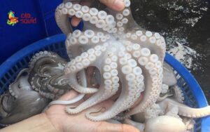 What to Stir-Fry with Octopus