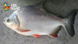 Cá chim nước ngọt có tốt không?