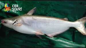 Cá dứa biển là cá gì?