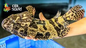 Cá mú bao nhiêu 1kg?