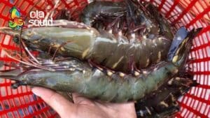 How much is tiger prawn per kg? Latest price list update.