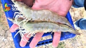 Cập nhật giá tôm thẻ hôm nay