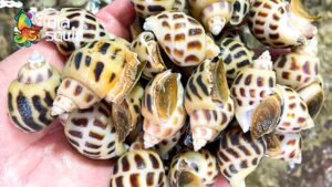 Ốc hương bao nhiêu 1kg?