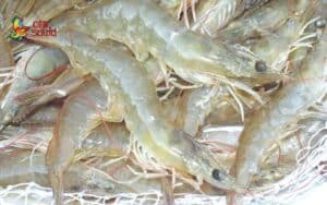 What is the Price of Black Tiger Shrimp Today?