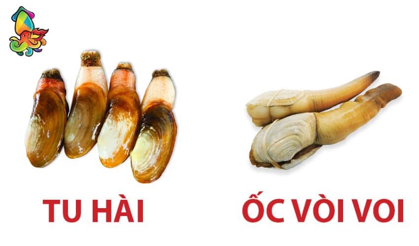 What is a Geoduck? Characteristics, Nutritional Value, and Preparation Methods 3 Geoduck and elephant trunk clam have different sizes and colors