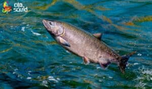 Cá hồi sống ở đâu