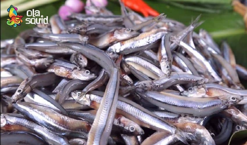 วิธีทำปลาฉิ้งฉ้างเคี่ยวรสเข้มข้น อร่อยแบบต้นตำรับทำเองที่บ้าน 1 ปลาฉิ้งฉ้างสดมีเกล็ดแวววาวและดวงตาที่ใส