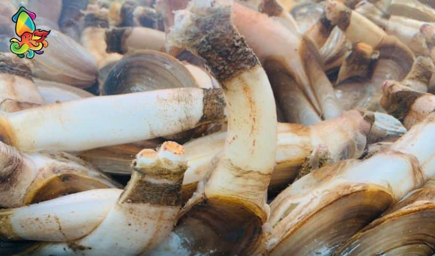What is a Geoduck? Characteristics, Nutritional Value, and Preparation Methods 11 Geoduck is one of the seafood items with high economic value