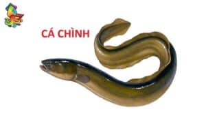 cá chình sông